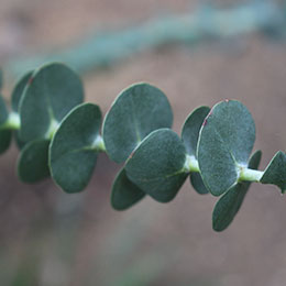 eucalyptus gunnii -france bleu